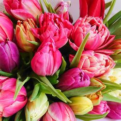 Close-up of pink tulips