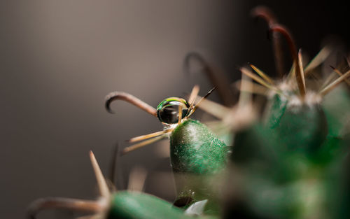 Close-up of insect