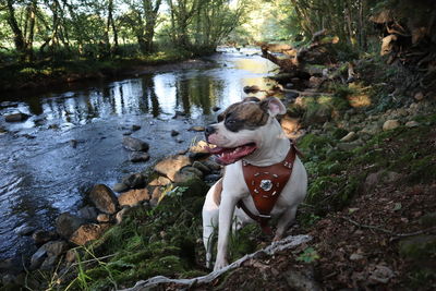 Dog standing on rock