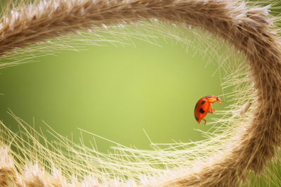 Close-up of ladybug on plant