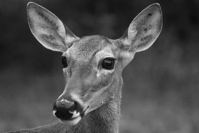 Close-up portrait of deer