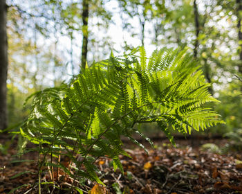 Close-up of fern growing on tree in forest