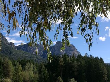 Low angle view of trees and mountains against sky