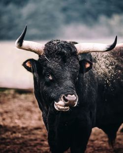 Close-up of goat on field