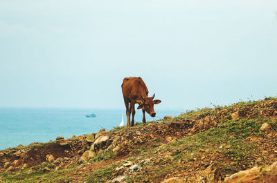 Horse standing on landscape by sea against clear sky