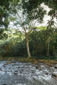 Trees on field