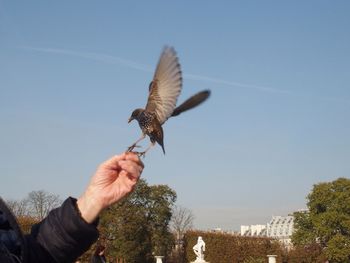 Cropped image of man holding bird flying against clear sky