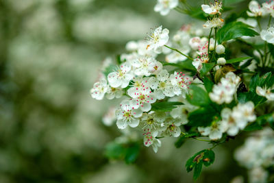 Close-up of cherry blossom