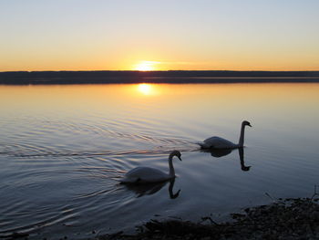 Swans swimming in lake against sky during sunset