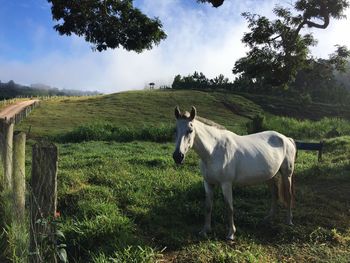 Horse grazing on field against sky