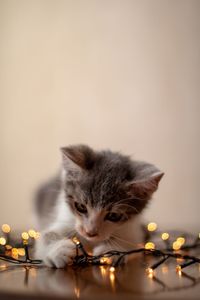 Cat looking at illuminated string lights on table