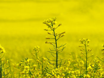 Yellow flowering rapeseed on field