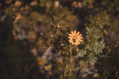 Close-up of flowers blooming outdoors