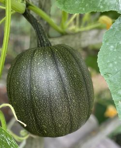 Close-up of fruit growing on plant