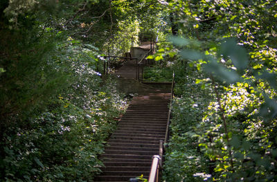 Staircase amidst trees and plants in forest