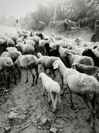 High angle view of sheep walking on field