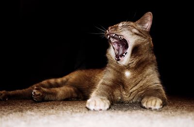 Close-up of cat yawning