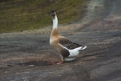 Side view of bird on field