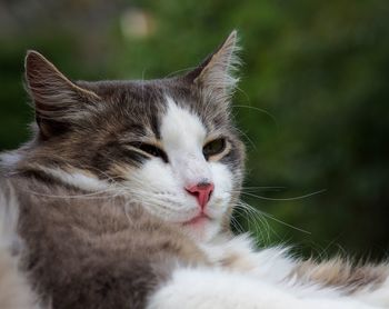 Close-up of cat outdoors