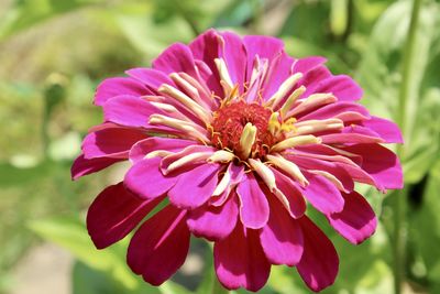 Close-up of pink flower