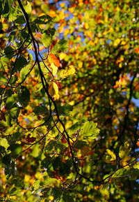 Low angle view of flowering plants on tree