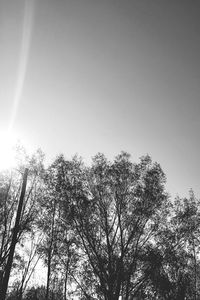 Low angle view of trees against clear sky