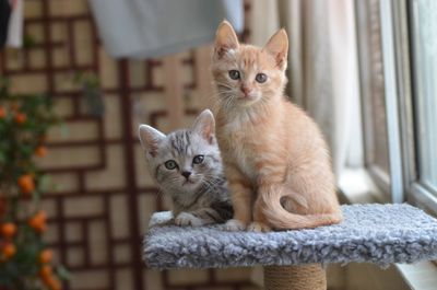 Portrait of kitten sitting