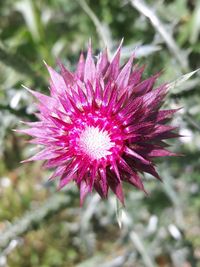 Close-up of pink flowers