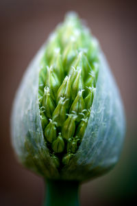 Close-up of green tomato plant