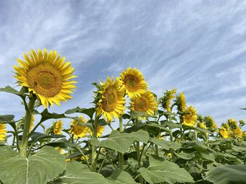 Low angle view of yellow flowering plants against sky