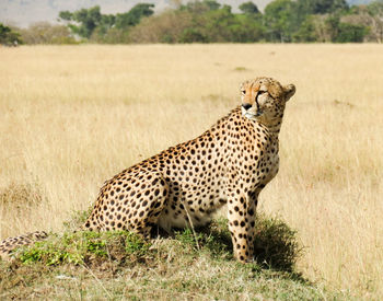 Cheetah on small hill looking over right shoulder