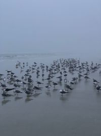 Flock of birds in sea against clear sky