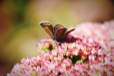 Close-up of butterfly pollinating on pink flower