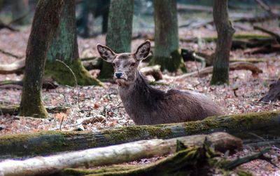 Deer in a forest