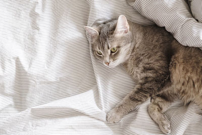 Portrait of cat resting on bed