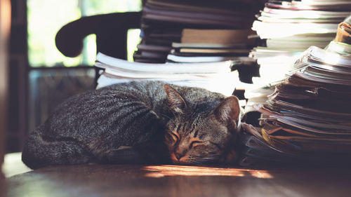 Close-up of cat sitting on table