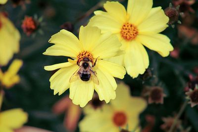 Close-up of bee pollinating flower