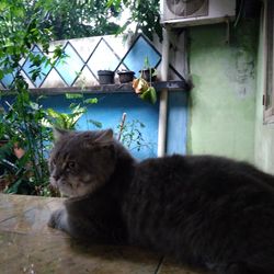 Close-up of cat sitting outdoors