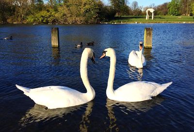 Swan swimming in lake