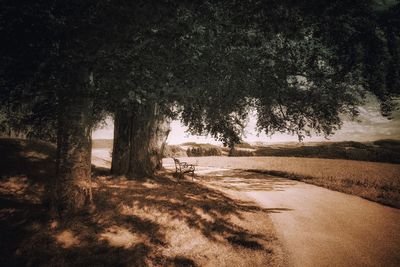 Shadow of trees on road