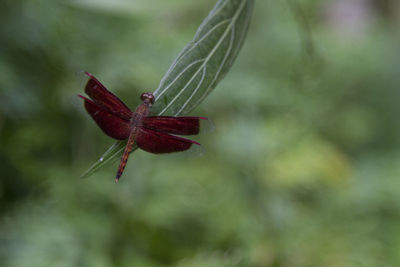 Close-up of red caterpillar on plant