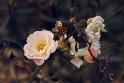 Close-up of rose plant