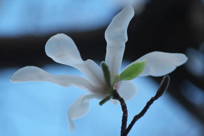 Close-up of white flowering plant