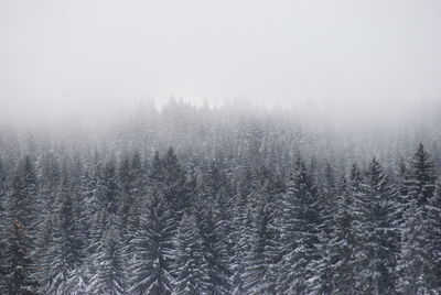 Pine trees in forest during winter