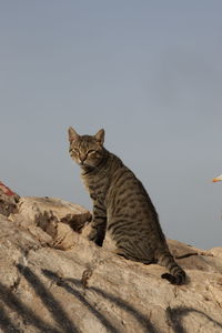 Low angle view of cat sitting against clear sky