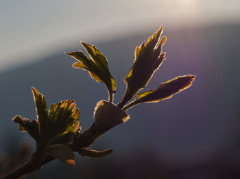 Close-up of flowering plant