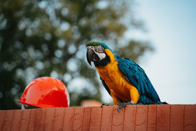 Low angle view of parrot perching on wood