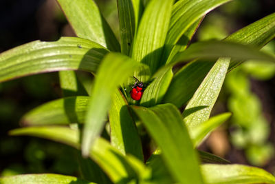 Close-up of ladybug on leaf