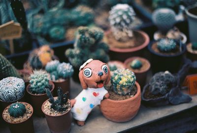 High angle view of various potted plants on table