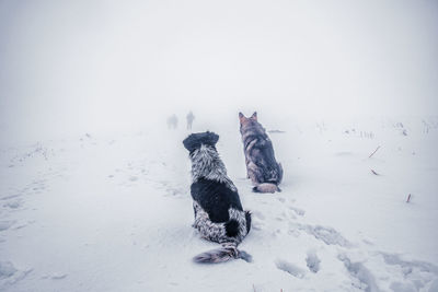 Two dogs on snow covered field